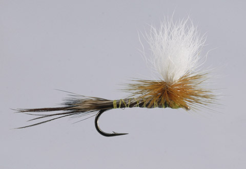Yellow Drake mayfly Yellow Drake mayfly
